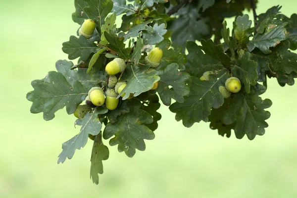 Bellota Verde Sobre Rama Roble — Foto de Stock