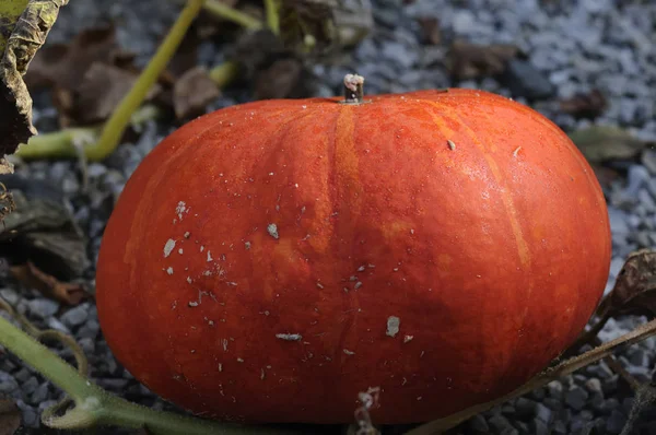 Cosecha Otoño Enfoque Selectivo — Foto de Stock