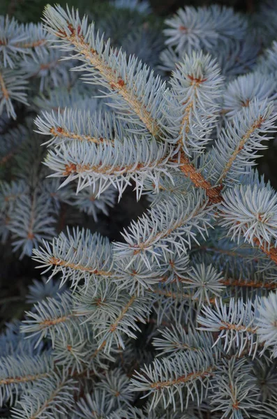 Fondo Colorido Para Navidad Tarjeta Vacaciones Año Nuevo —  Fotos de Stock