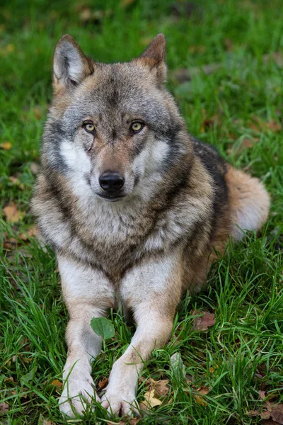 Vista Panorámica Del Lobo Salvaje Naturaleza — Foto de Stock