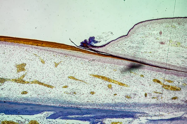 현미경 아래있는 100X — 스톡 사진