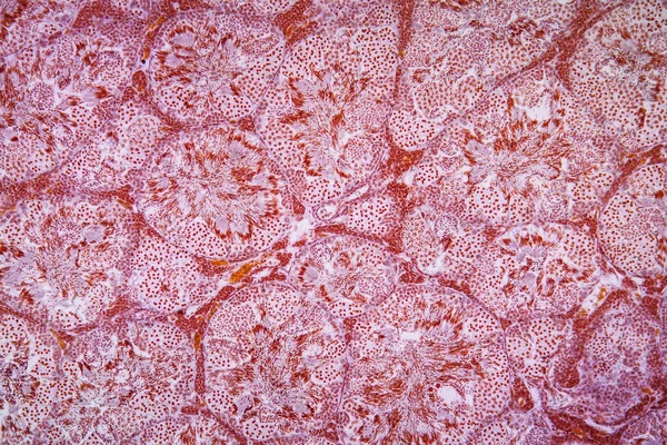 현미경 아래의 100X — 스톡 사진