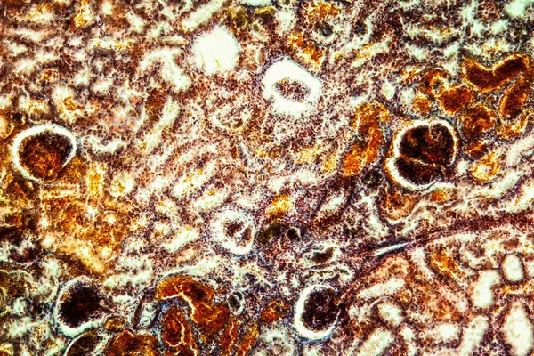 Mikroszkopikus Sejtszerkezet Absztrakt Háttér — Stock Fotó
