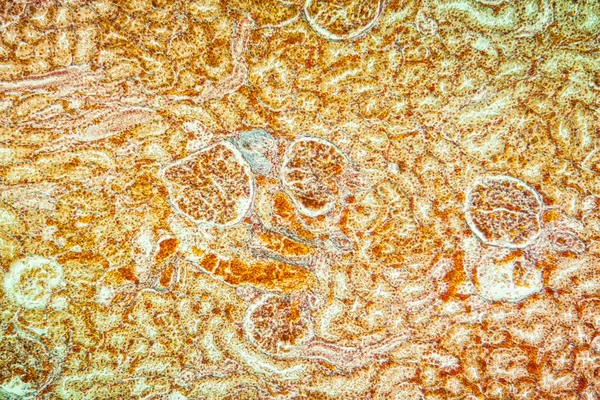 Mikroskopiska Celler Struktur Abstrakt Bakgrund — Stockfoto