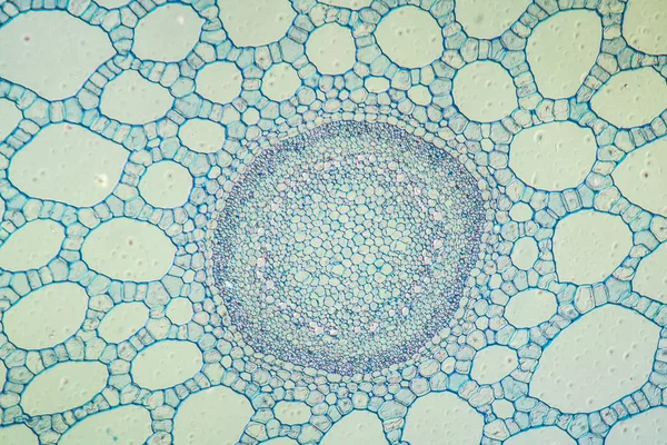 현미경으로 현미경으로 — 스톡 사진