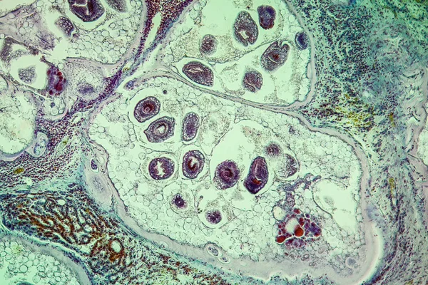 Mikroskop Altında Doku Mikroskobik — Stok fotoğraf