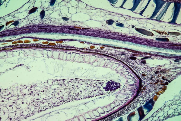 Abstract Oppervlak Microbiologische Cellen — Stockfoto