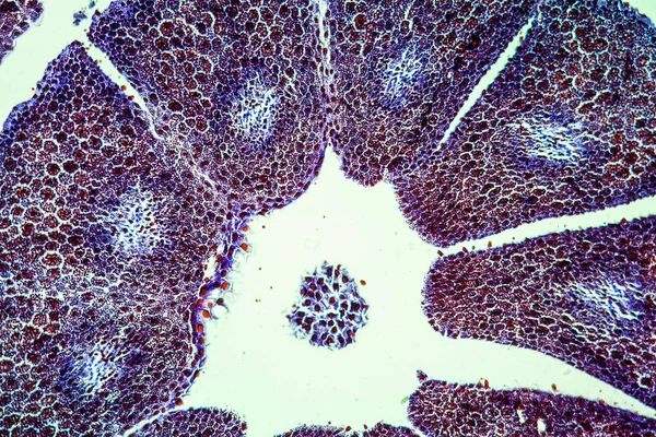 Embrió Endospermiummal 100X — Stock Fotó