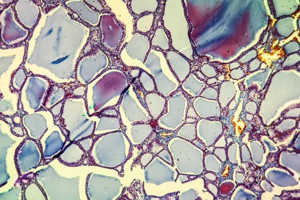 Abstraktní Povrch Mikrobiologické Buňky — Stock fotografie