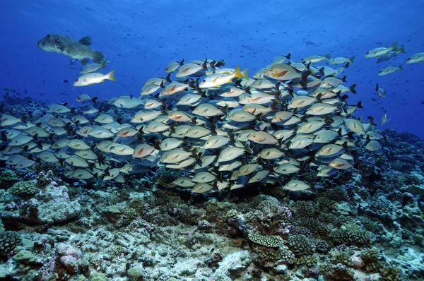 Υποβρύχια Θαλάσσια Ζωή Ψάρια Και Κοράλλια — Φωτογραφία Αρχείου