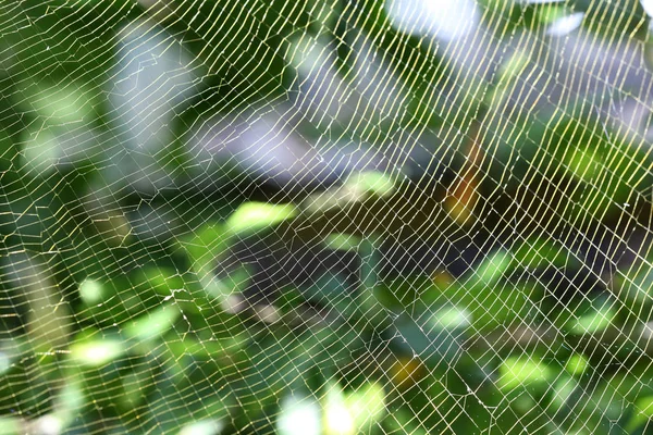 Spinnennetz Spinnennetz — Stockfoto