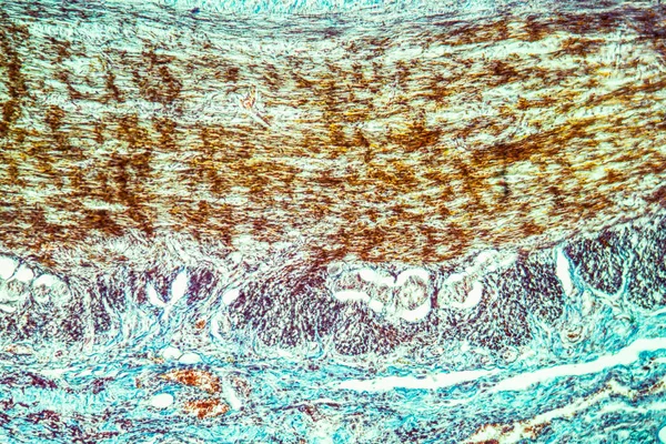 Textura Las Células Microscópicas Fondo Abstracto — Foto de Stock