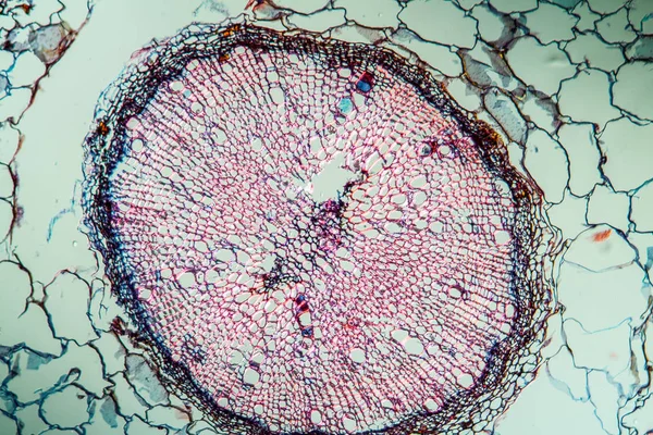 Superficie Abstracta Células Microbiológicas — Foto de Stock