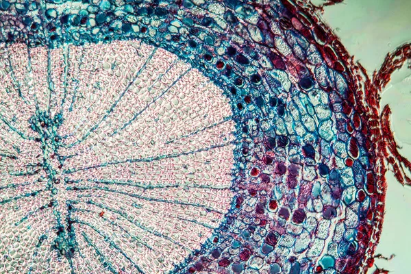 Makrofelvétel Mikroszkopikus Sejtfelszíni Háttér — Stock Fotó