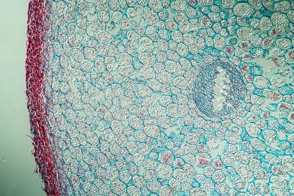 Abstrakt Yta Mikrobiologiska Celler — Stockfoto