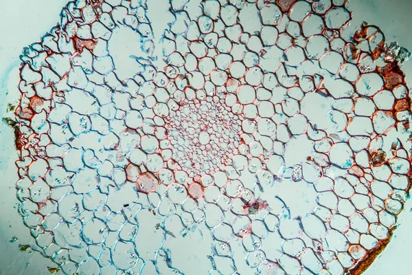 Superfície Abstrata Células Microbiológicas — Fotografia de Stock