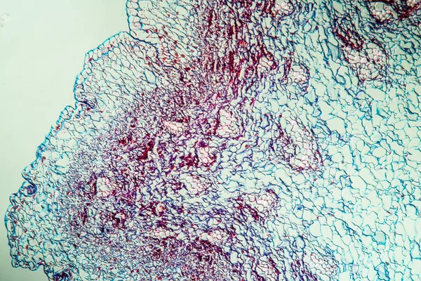 抽象表面 微生物学细胞 — 图库照片