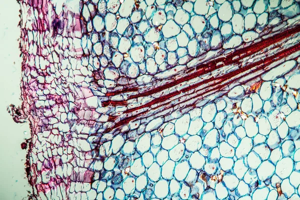 Abstract Oppervlak Microbiologische Cellen — Stockfoto