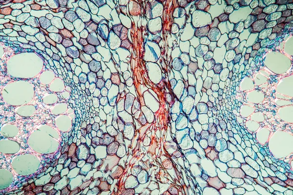 Soyut Yüzey Mikrobiyoloji Hücreleri — Stok fotoğraf