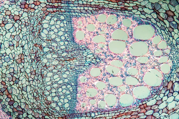 Abstrakt Yta Mikrobiologiska Celler — Stockfoto