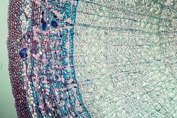 Абстрактные Поверхности Микробиологические Клетки — стоковое фото