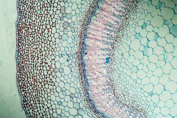 Surface Abstraite Cellules Microbiologie — Photo