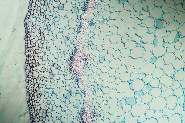 Macro Shot Fond Surface Des Cellules Microscopiques — Photo