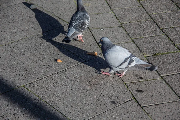 Taube Auf Pflaster Für Nahrungssuche — Stockfoto