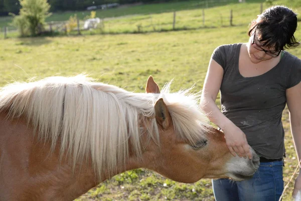 Owłosione Koń Głowa Pastwisko Pastwisko Padok Zwierzę Żywy Inwentarz Kobieta — Zdjęcie stockowe