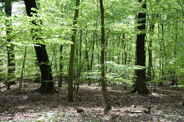 Lente Bos Bos Natuur Boek Boek Buchenwald Lente Lente Boom — Stockfoto