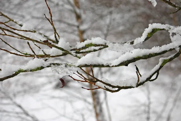 Neige Sur Les Branches Arbre — Photo