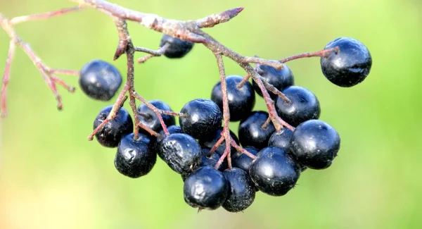 Berries Close Shot Conceito Alimentar Saudável — Fotografia de Stock