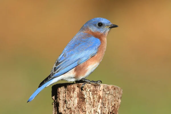 Pájaro Azul Oriental Macho Sialia Sialis Una Percha — Foto de Stock