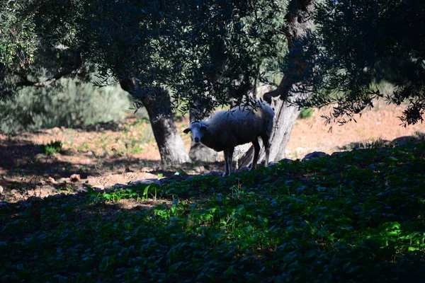 Récolte Des Olives Agriculture Les Olives Images De Stock Libres De Droits