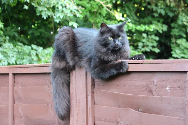 Schöne Lange Lüftete Schwarze Pussycat Beobachten Aufmerksam — Stockfoto