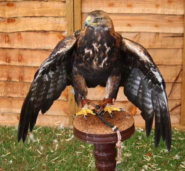 Magnificent Golden Eagle Raptor — Stock Photo, Image