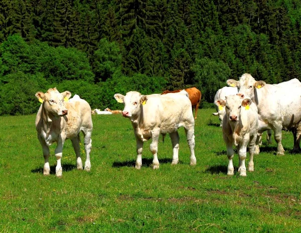 Charolais Terneros Carolaise Raza —  Fotos de Stock