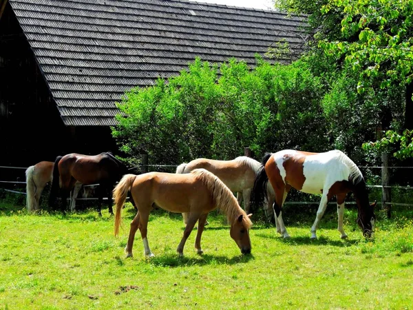 Pferde Auf Der Koppel Grasen — Stockfoto