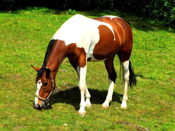Pinto Warmblood Horse Paddock — Stock fotografie
