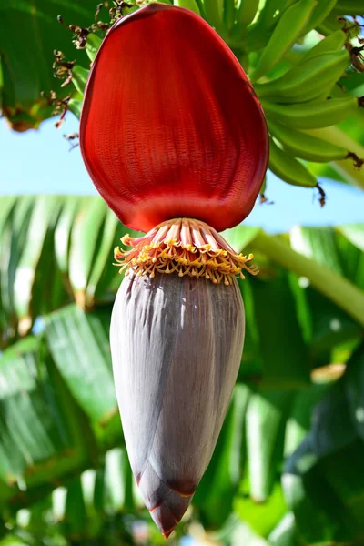 Bananier Tropical Flore Dans Nature — Photo