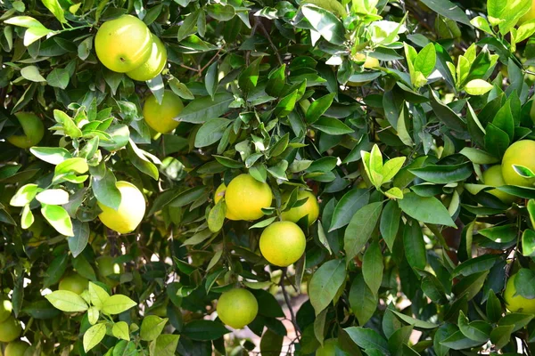 Orange Apfelsinen Baum Spanien — Stockfoto