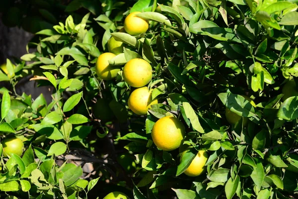 Orange Apfelsinen Baum Spanje — Stockfoto