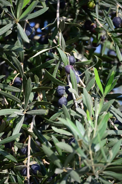 Oliven Baum Spanien — Stockfoto