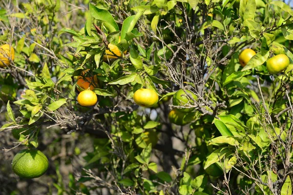 Orange Apfelsinen Baum スペイン — ストック写真