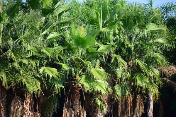 ヤシの葉植物自然環境 — ストック写真