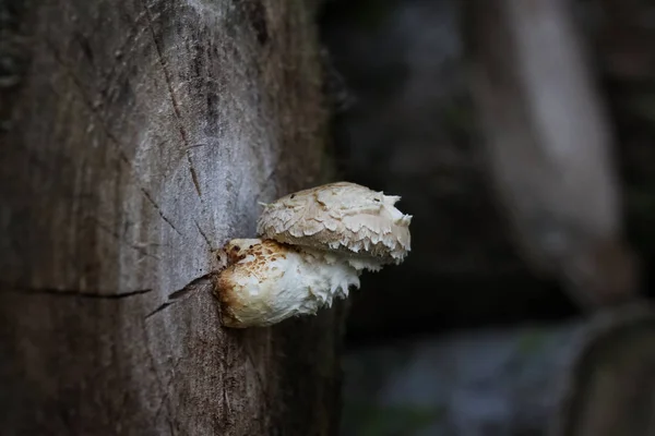 Mushrooms Growing Fungus Flora Botany — Stock Photo, Image