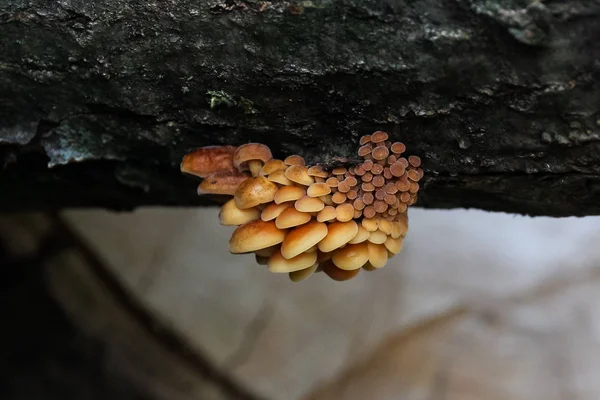 Pilze Wachsen Pilzflora Botanik — Stockfoto