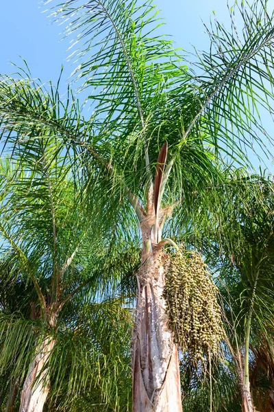 ヤシの葉植物自然環境 — ストック写真