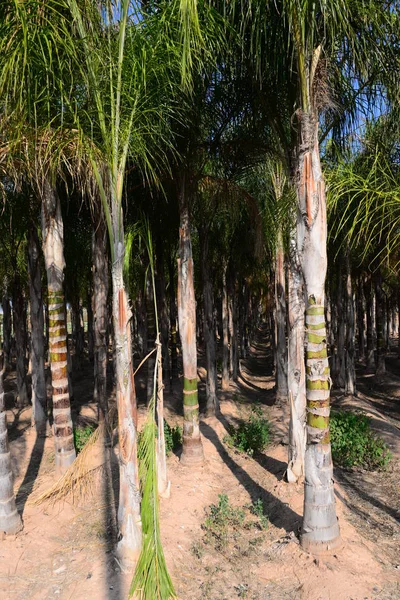 Пальмовые Листья Флора Природе Окружающая Среда — стоковое фото