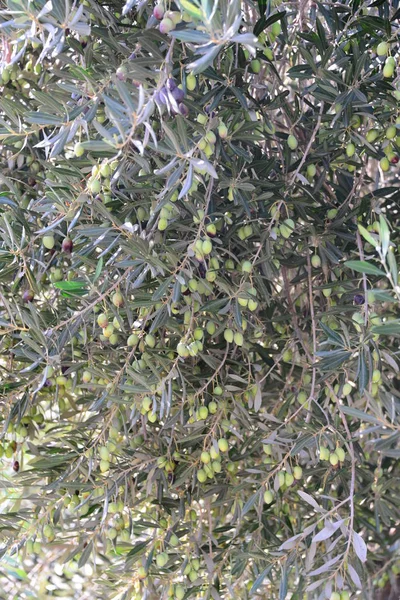 Olivenbaum Bei Spanien — Stockfoto